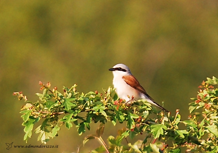 Averla piccola - Lanius collurio